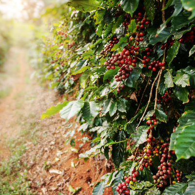 From Farm to Cup: Understanding the Coffee Supply Chain