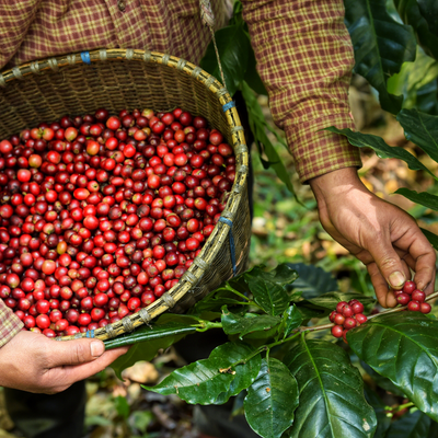 The Benefits of Organic Coffee: What Makes It Special?